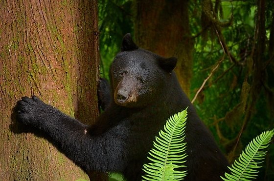 Pitt River Black Bear