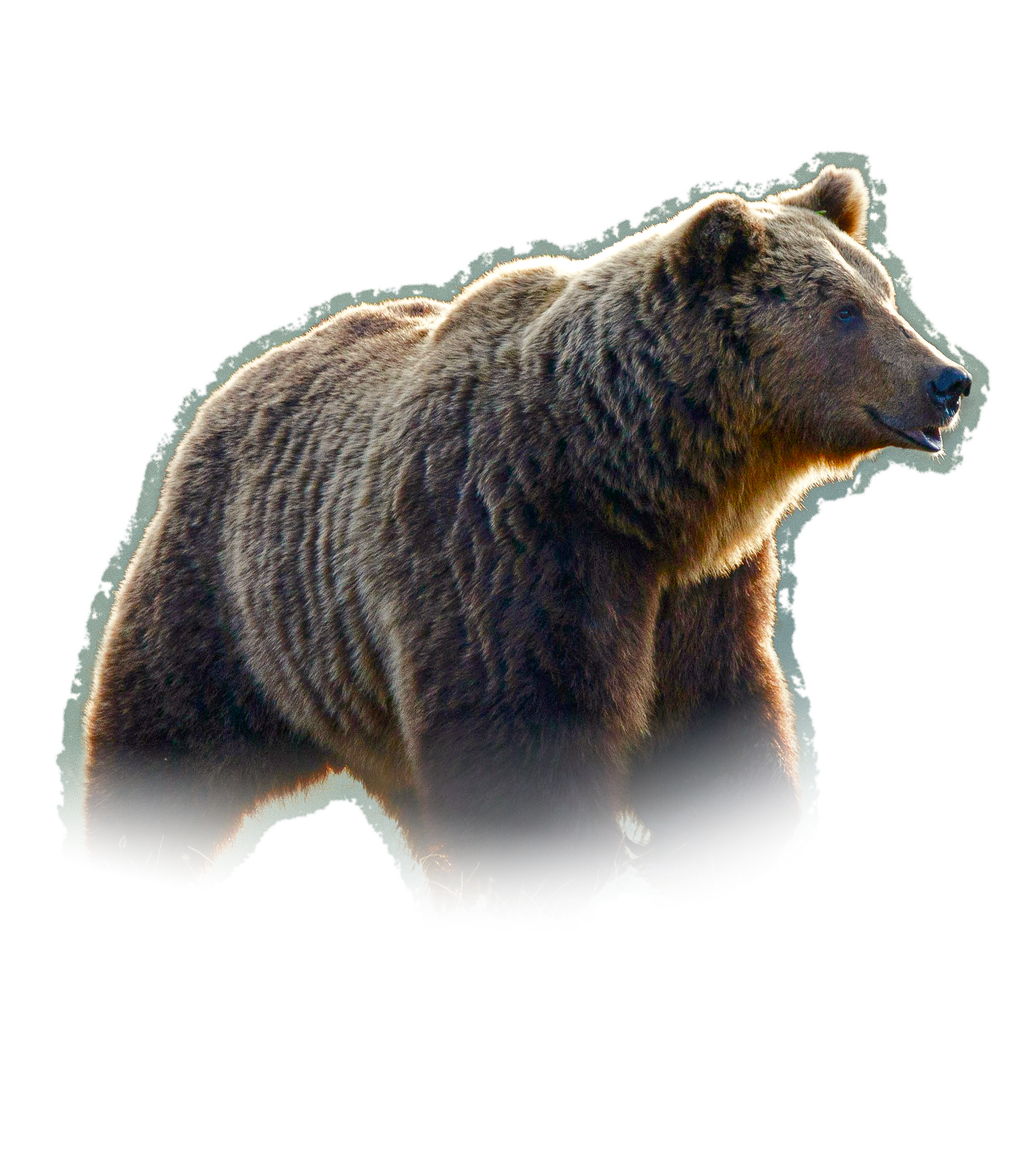 Pitt River Grizzly Bear