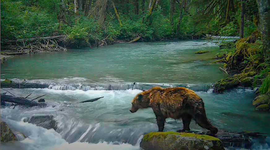 Pitt River Grizzly